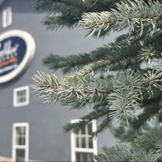 A close-up of evergreen branches in front of a building with a noticeable sign.