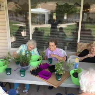 A group of elderly individuals enjoying an outdoor gardening activity.