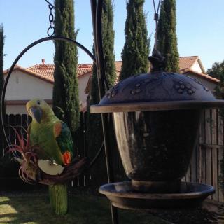 A parrot sitting near a bird feeder in a backyard setting.