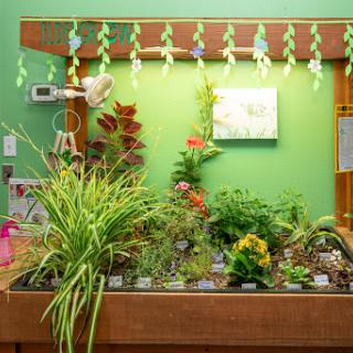 A vibrant indoor garden setup showcasing various plants against a green backdrop.