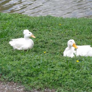 Two white ducks resting on a grassy area by a lake.