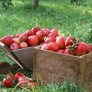 A wooden crate filled with freshly picked red apples in an orchard.