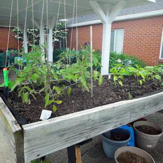 A vibrant raised garden bed filled with young tomato plants, showcasing the beauty of home gardening.