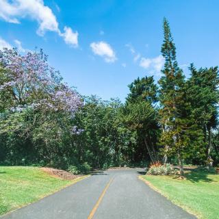 A scenic road surrounded by lush trees under a clear blue sky.