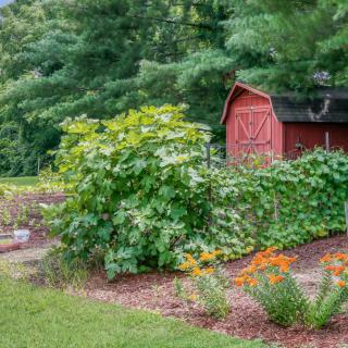A lush garden with vibrant flowers and a rustic red barn in the background.