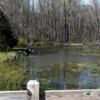 A tranquil pond surrounded by trees, with a wooden railing in the foreground.