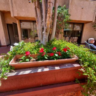 A vibrant courtyard garden with red flowers and lush greenery surrounding a tree.