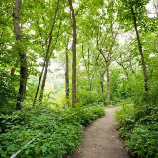A serene forest path surrounded by lush greenery.