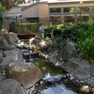 A landscaped garden featuring a small stream and rocks, surrounded by lush greenery and adjacent to a building.
