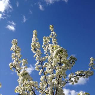 A tree with white blossoms under a clear blue sky.