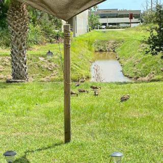 A serene outdoor scene with ducks wandering on the grass near a small stream under a canopy.