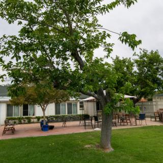 A garden with a large tree in front of a building and patio area.