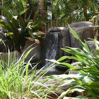A small waterfall surrounded by lush tropical plants and rocks.