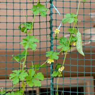A gourd vine growing on a trellis with green leaves and small yellow flowers.