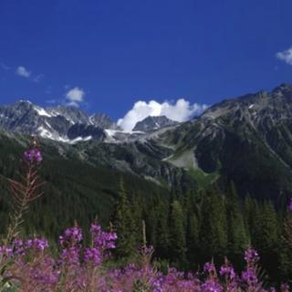 A picturesque mountain landscape with purple flowers in the foreground and snow-capped peaks in the background under a clear blue sky.