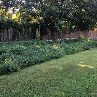 A serene backyard view featuring lush green grass, trees, and a wooden fence in the background.