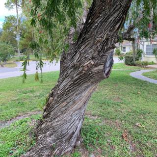 A unique tree with a twisted trunk in a grassy area.