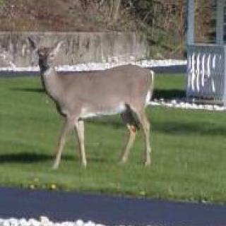 A deer standing on a grassy area near a paved path.