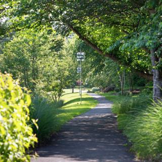 A serene pathway surrounded by lush greenery and trees, with sunlight filtering through the leaves.