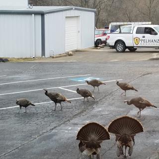 A group of wild turkeys walking across a parking lot near some buildings and vehicles.