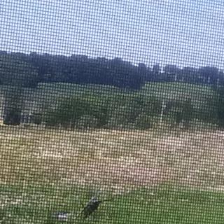 A peaceful view of the countryside, showcasing a green field bordered by trees on a sunny day.