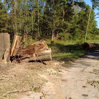 A fallen tree and stump by the roadside in a forested area.