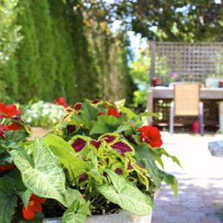 A vibrant garden setting with blooming flowers and a sunlit patio.