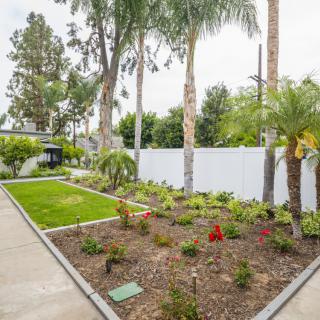 A well-maintained garden with palm trees and a neatly edged pathway.
