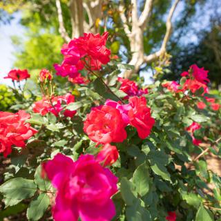 A vibrant garden filled with blooming red roses against a sunny backdrop.
