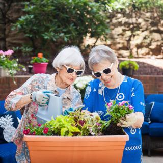 Two people enjoying gardening together in the sunshine.