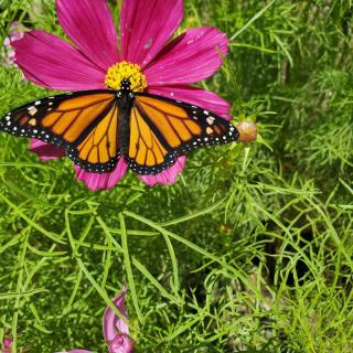 A vibrant monarch butterfly perched on a pink flower amidst lush green foliage.