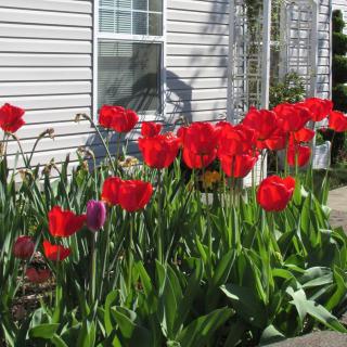 A vibrant garden bed filled with red tulips in full bloom alongside a house.