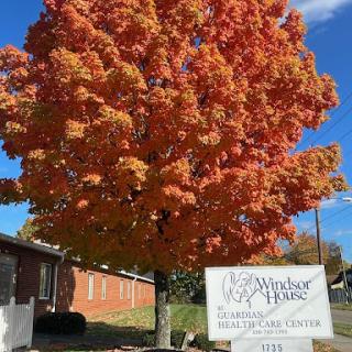 A vibrant maple tree showcasing its stunning fall colors against a clear blue sky.