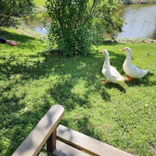 Two ducks wandering by the water's edge on a sunny day.