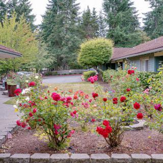 A serene garden filled with vibrant red roses, framed by lush greenery.