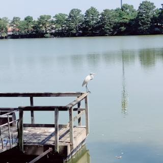 A serene view of a bird perched on a dock overlooking a calm lake surrounded by trees.