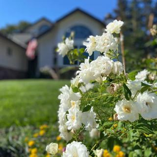 A beautiful garden with white roses in bloom, set against the backdrop of a cozy house.