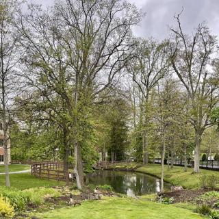 A serene park landscape with tall trees and a small pond.