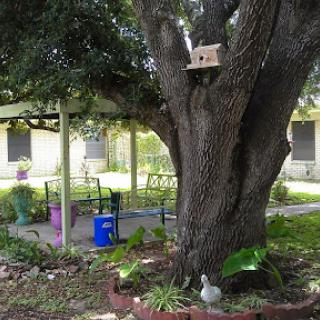 A serene backyard scene featuring a large tree with a birdhouse, surrounded by lush greenery.