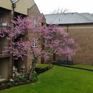 A blossoming tree with pink flowers stands beside an apartment building, showcasing a vibrant spring scene.