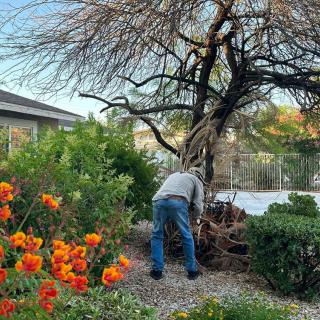 A person tending to a garden with vibrant flowers and a large tree.