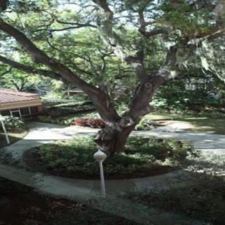 A serene garden scene with a large tree and winding paths.
