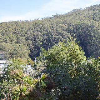 Lush green forest landscape with dense trees under a clear sky.