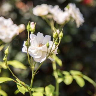 White flowers blooming in a sunlit garden.