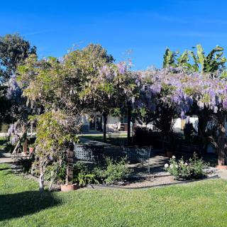 A serene garden adorned with blooming wisteria, under a clear blue sky.