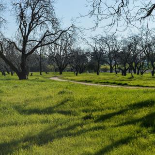 A serene landscape with a winding pathway through a grove of trees and lush green grass under the sunlight.