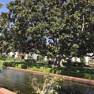 A tranquil park scene featuring a large tree by a pond.