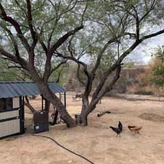 A serene farm scene featuring a tree, a small shed, and free-ranging chickens in a sandy area.