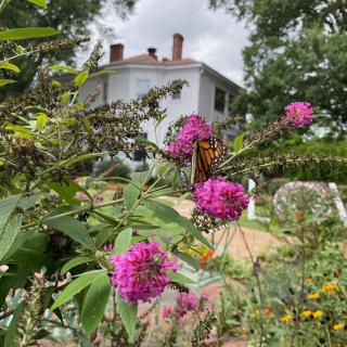 A vibrant butterfly perched on colorful flowers in a garden with a house in the background.