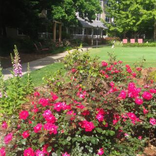 A vibrant garden with blooming pink roses and lush greenery.
